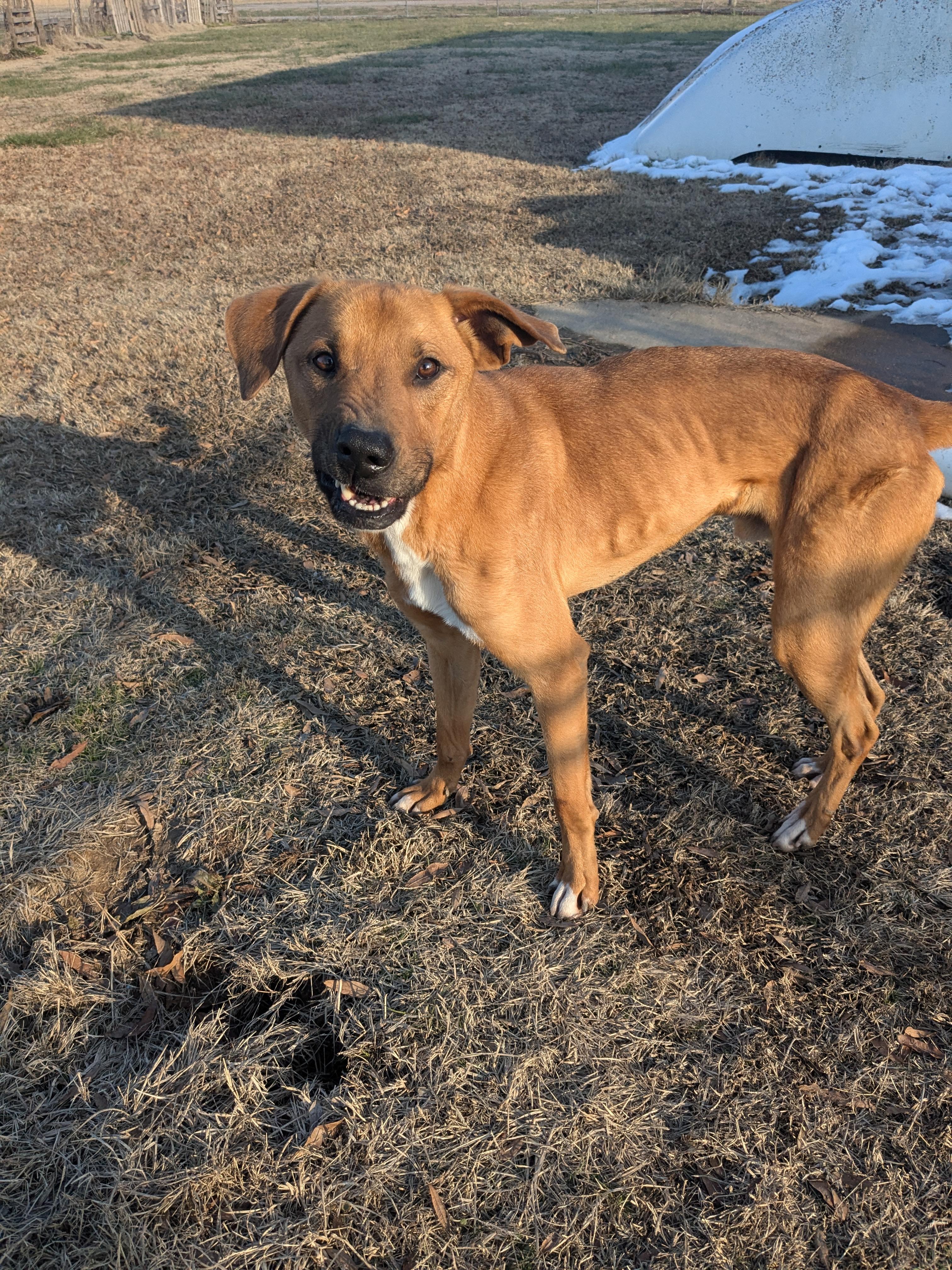 Prince, a Adoptable mixed breed in Manchester, NH image 1/4