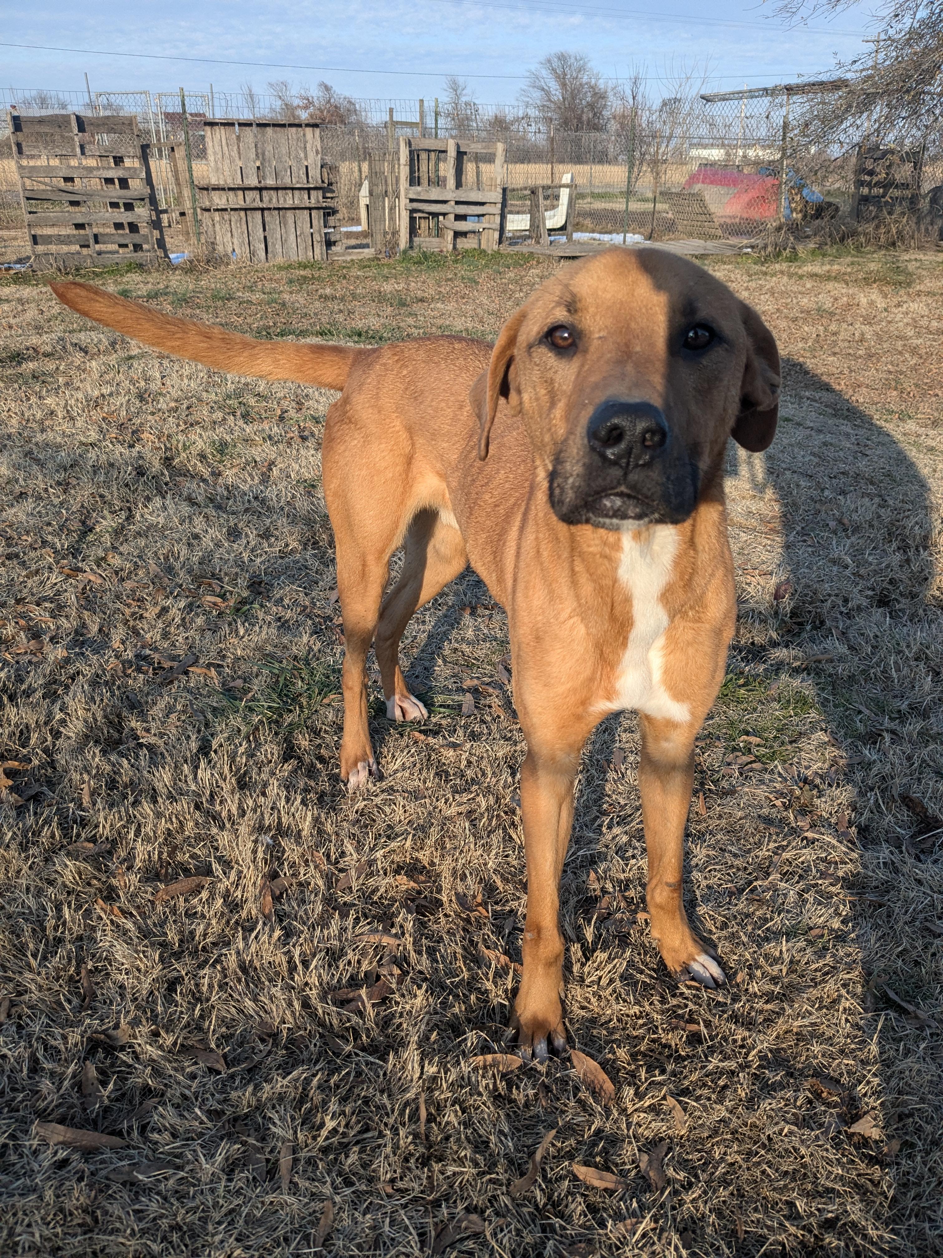 Prince, a Adoptable mixed breed in Manchester, NH image 2/4