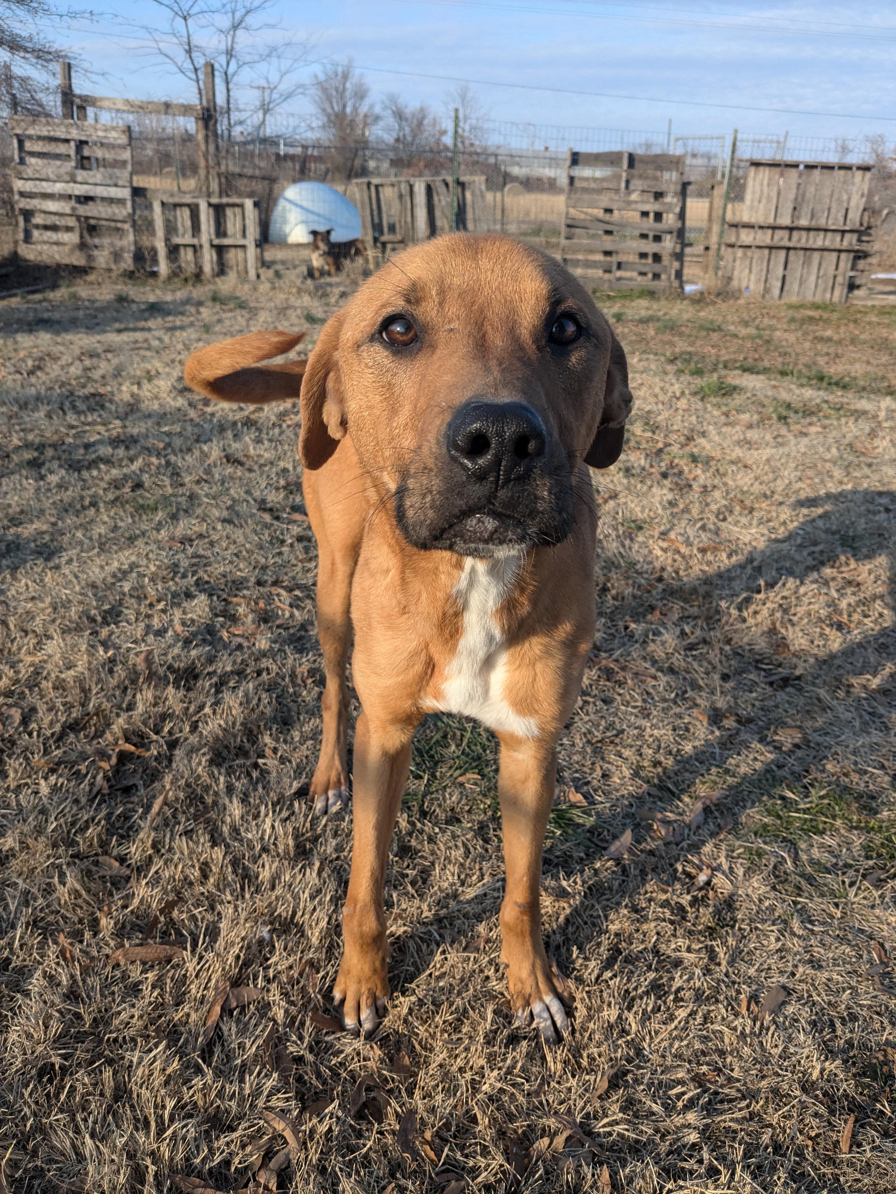 Prince, a Adoptable mixed breed in Manchester, NH image 3/4
