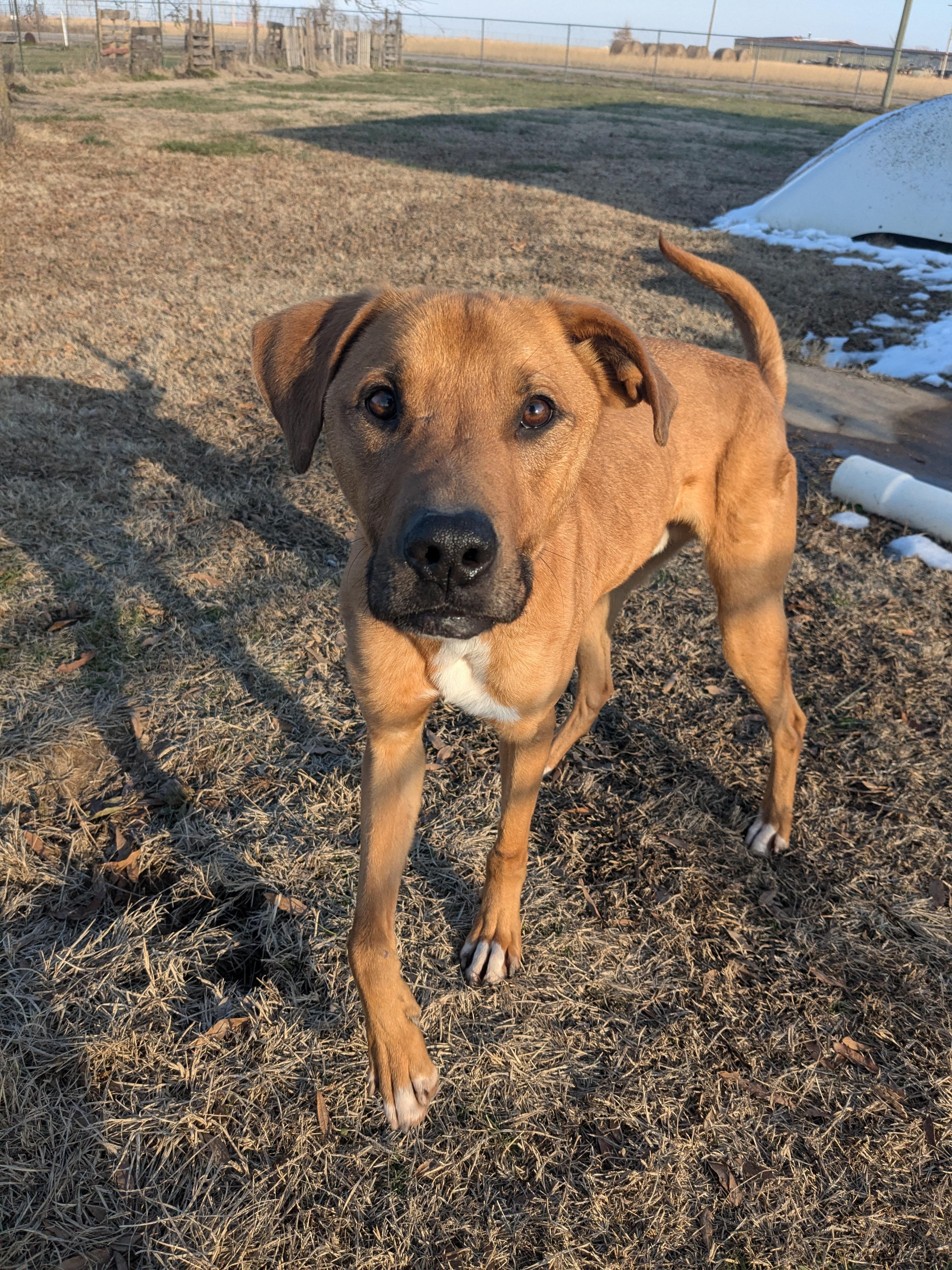 Prince, a Adoptable mixed breed in Manchester, NH image 4/4