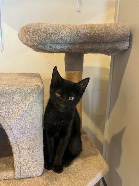 Danny, ADOPTABLE, Young Male Domestic Short Hair.