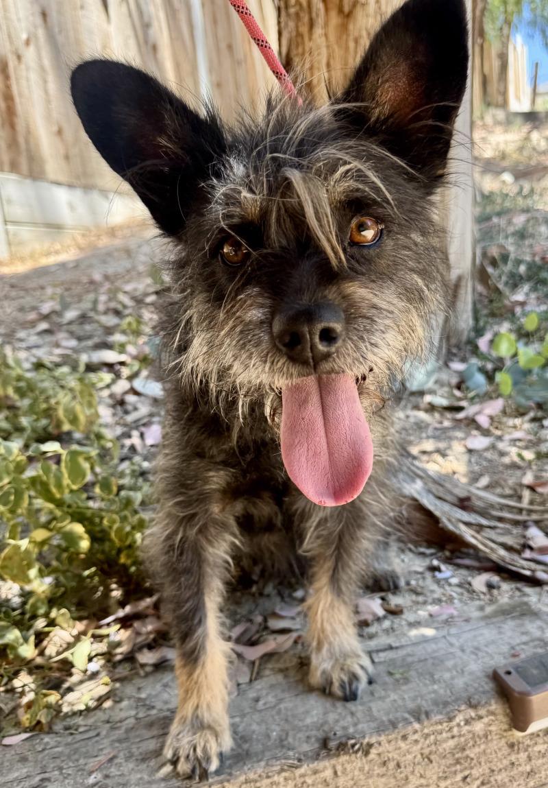 Nora, a Adoptable mixed breed in Valley Village, CA image 1/3