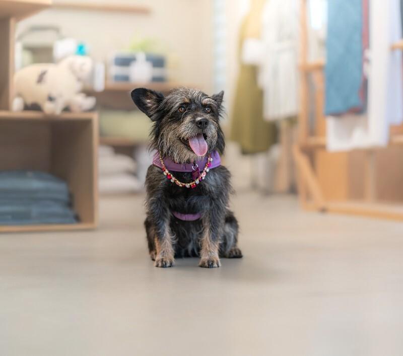 Nora, Adoptable, Adult Female Terrier & Mixed Breed.