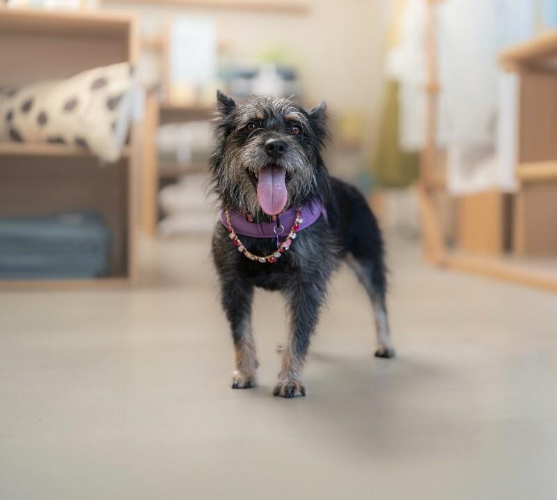 Enlarge Nora, a Adoptable mixed breed in Valley Village, CA image 2/6