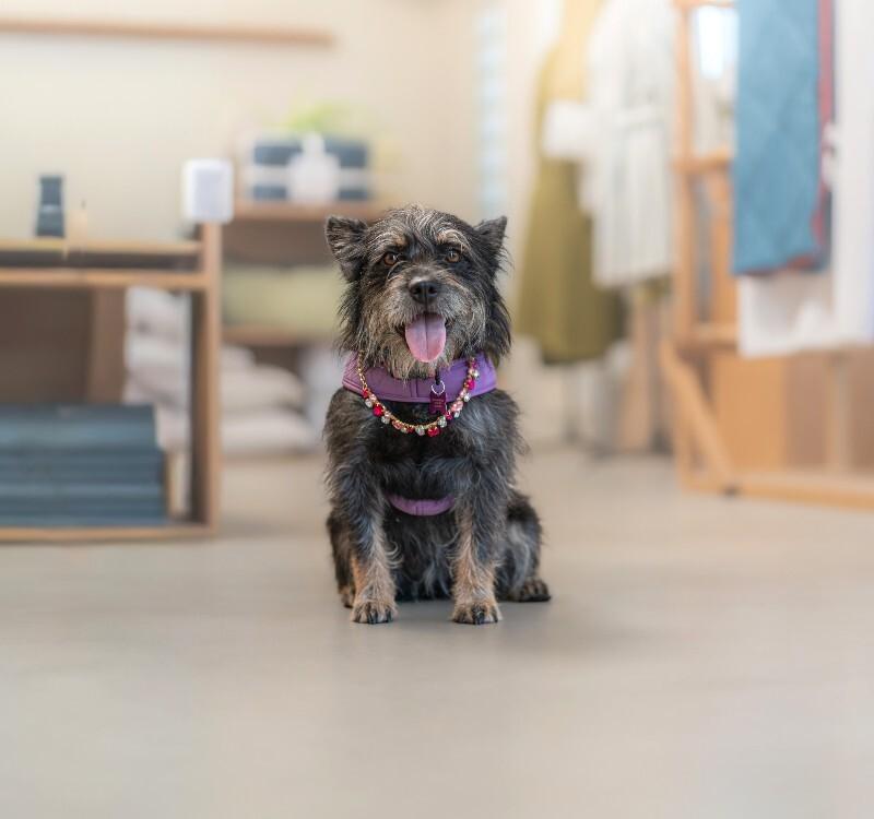 Enlarge Nora, a Adoptable mixed breed in Valley Village, CA image 3/6