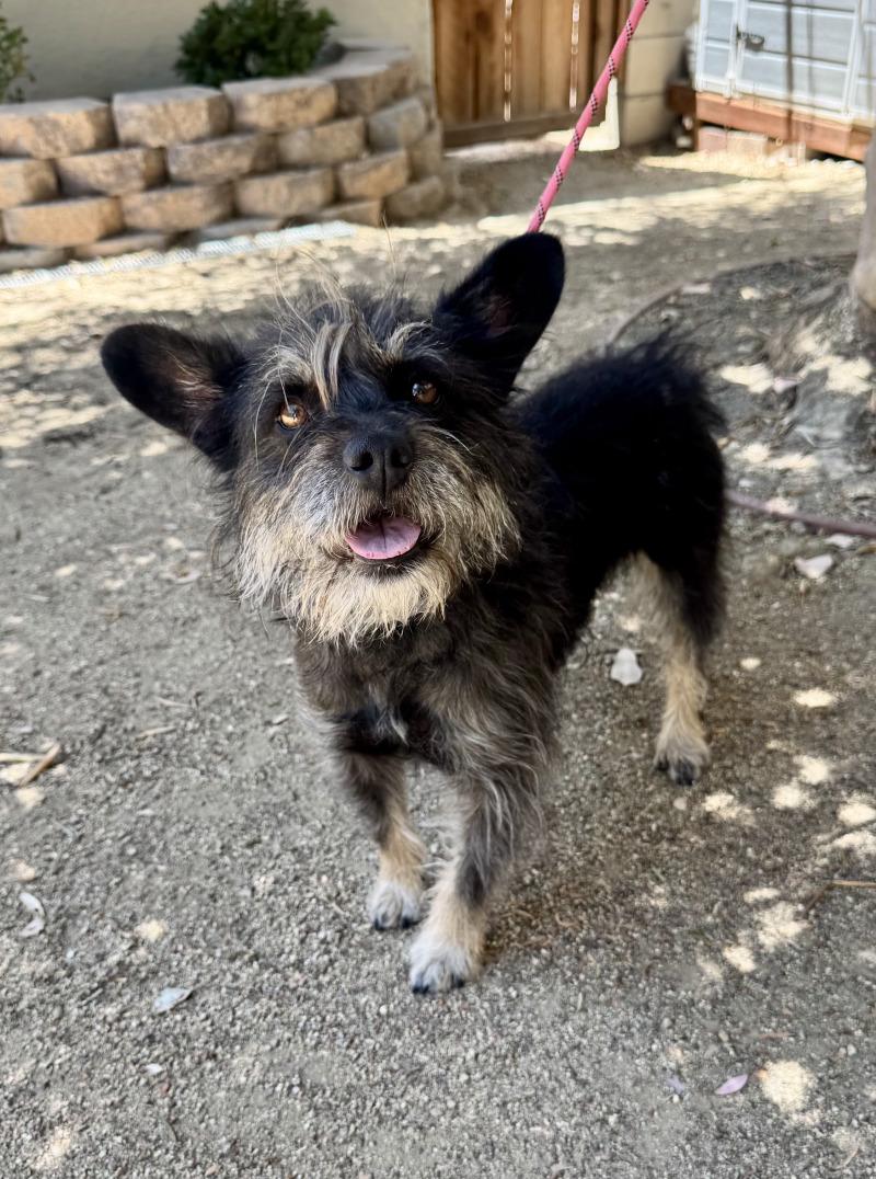 Nora, a Adoptable mixed breed in Valley Village, CA image 2/3