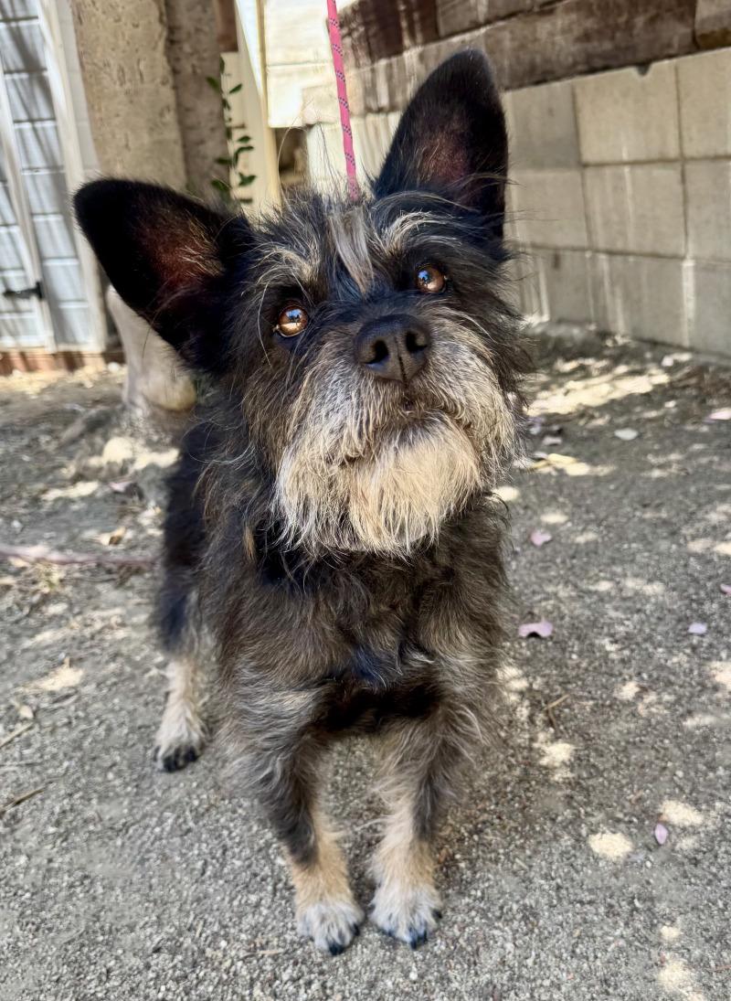 Nora, a Adoptable mixed breed in Valley Village, CA image 3/3