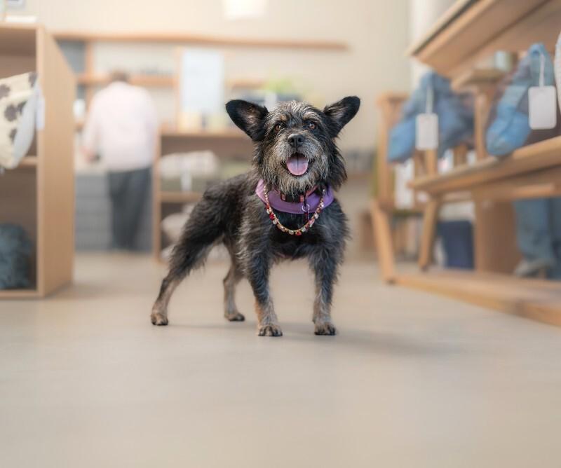 Enlarge Nora, a Adoptable mixed breed in Valley Village, CA image 4/6