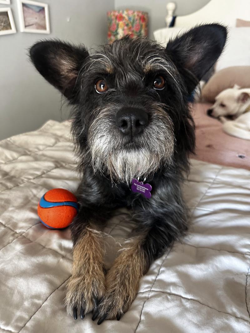 Enlarge Nora, a Adoptable mixed breed in Valley Village, CA image 4/4