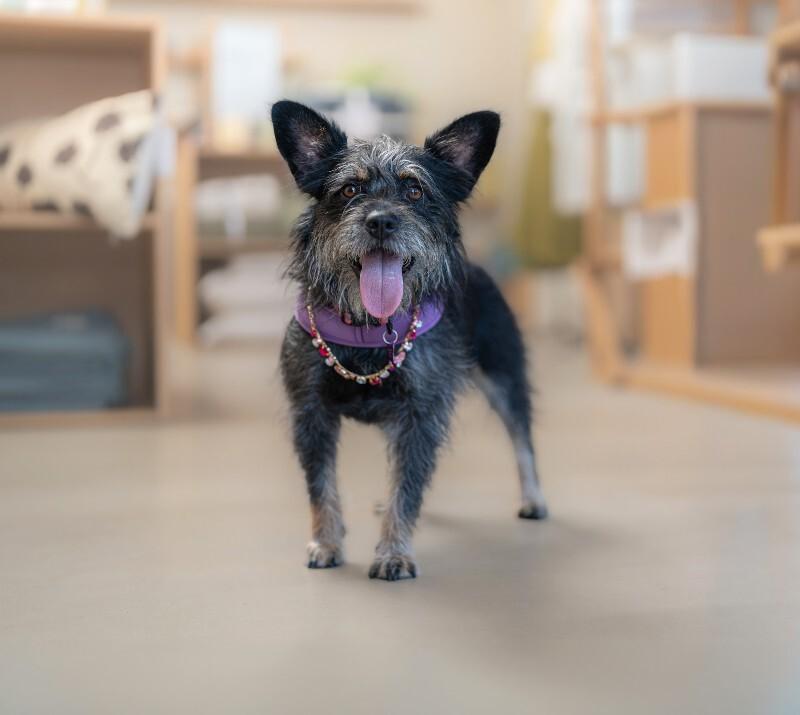 Enlarge Nora, a Adoptable mixed breed in Valley Village, CA image 6/6