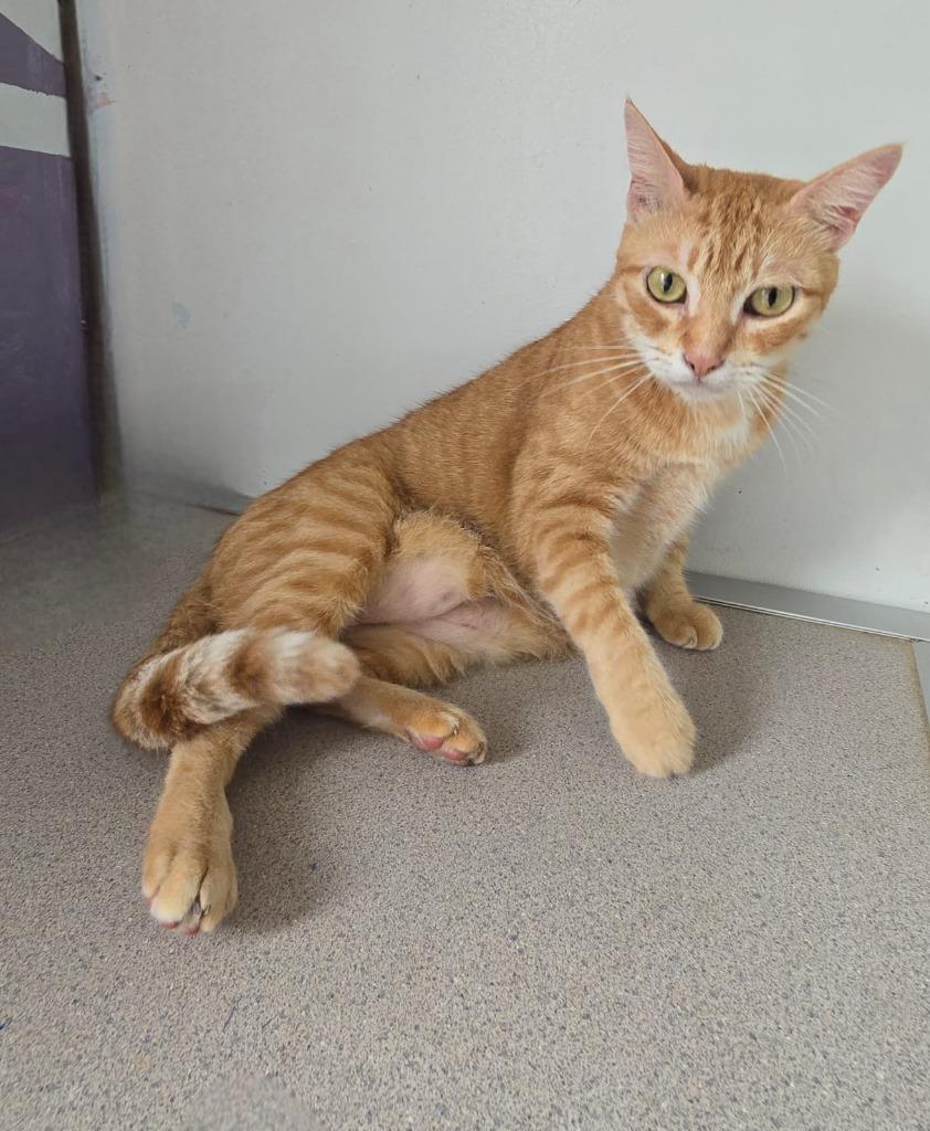 Peach, Adoptable, Adult Female Domestic Short Hair.