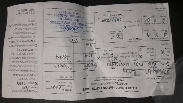 Enlarge Peach, a Adoptable mixed breed in Mangilao, GU image 2/6