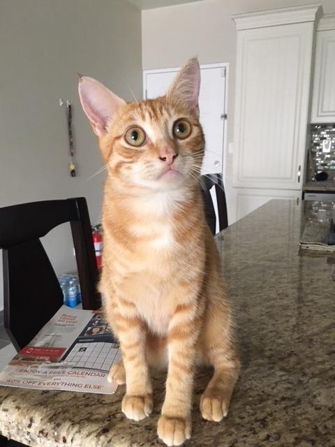 Enlarge Peach, a Adoptable mixed breed in Mangilao, GU image 3/6