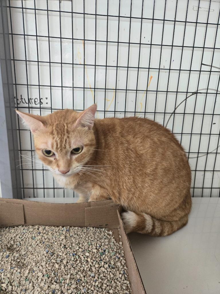 Enlarge Peach, a Adoptable mixed breed in Mangilao, GU image 4/6