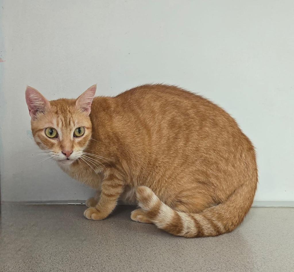 Enlarge Peach, a Adoptable mixed breed in Mangilao, GU image 5/6