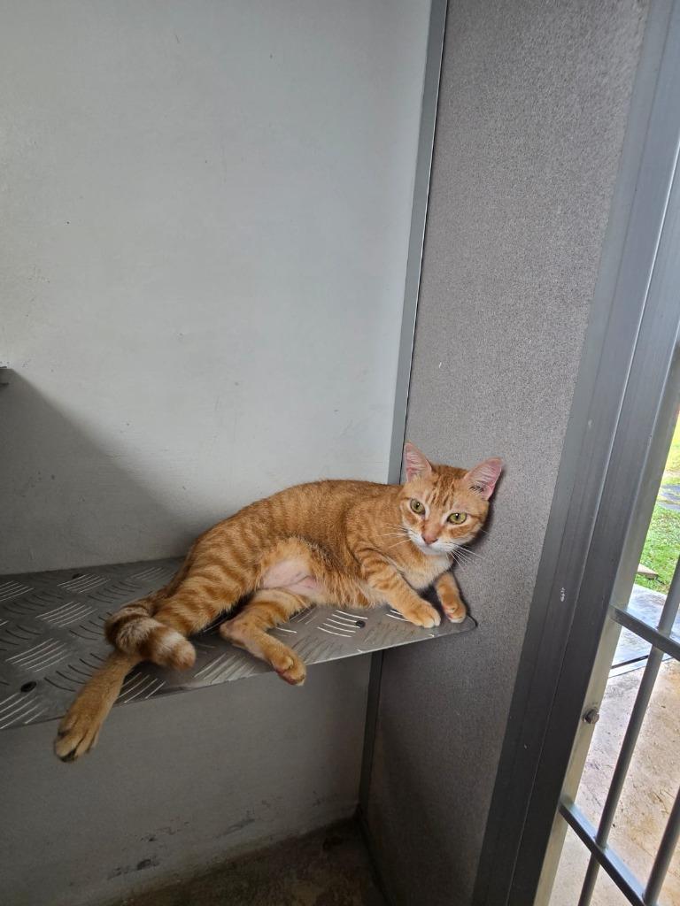 Enlarge Peach, a Adoptable mixed breed in Mangilao, GU image 6/6