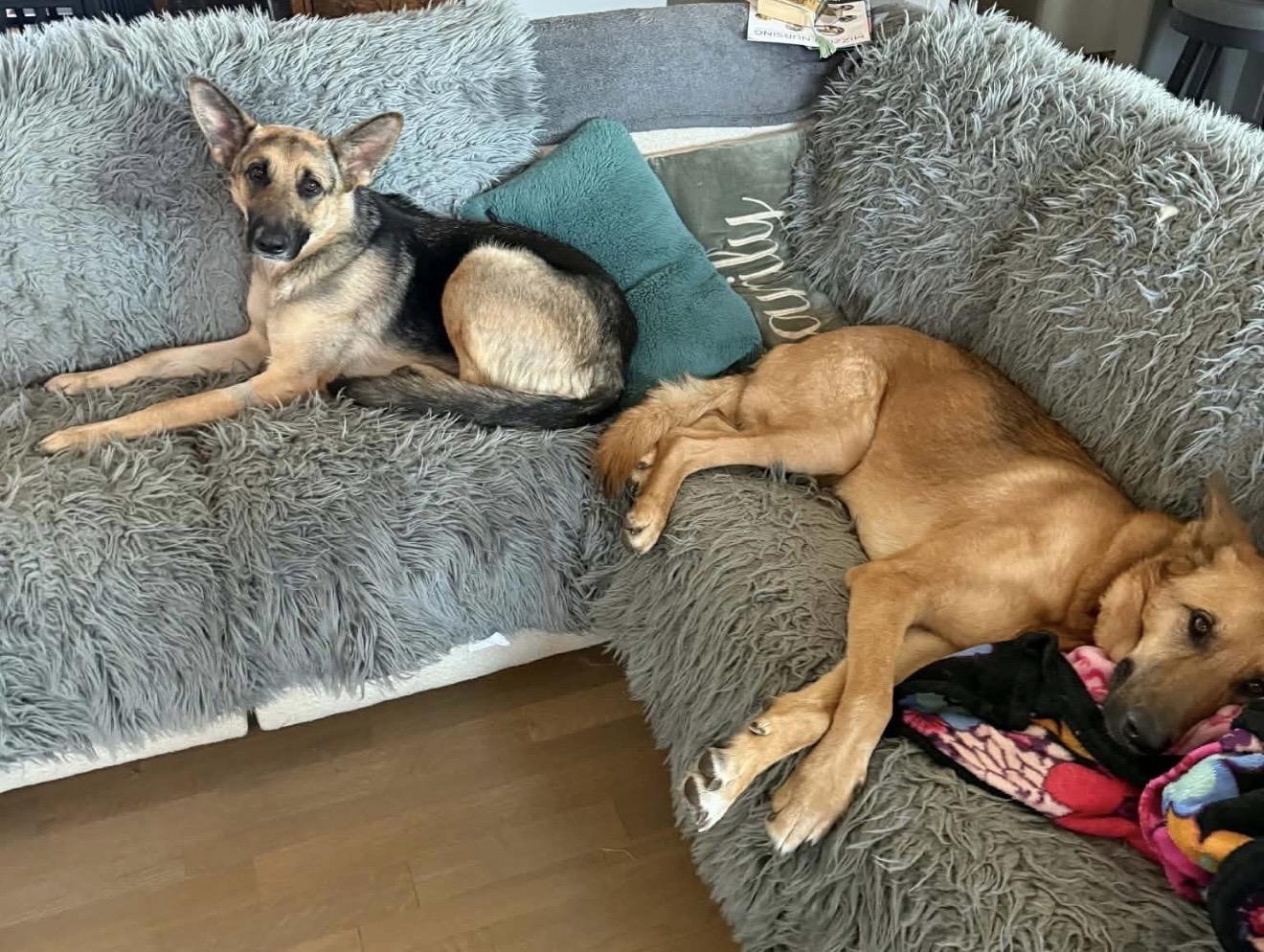 Faith, a ADOPTABLE mixed breed in Jefferson City, MO image 2/5