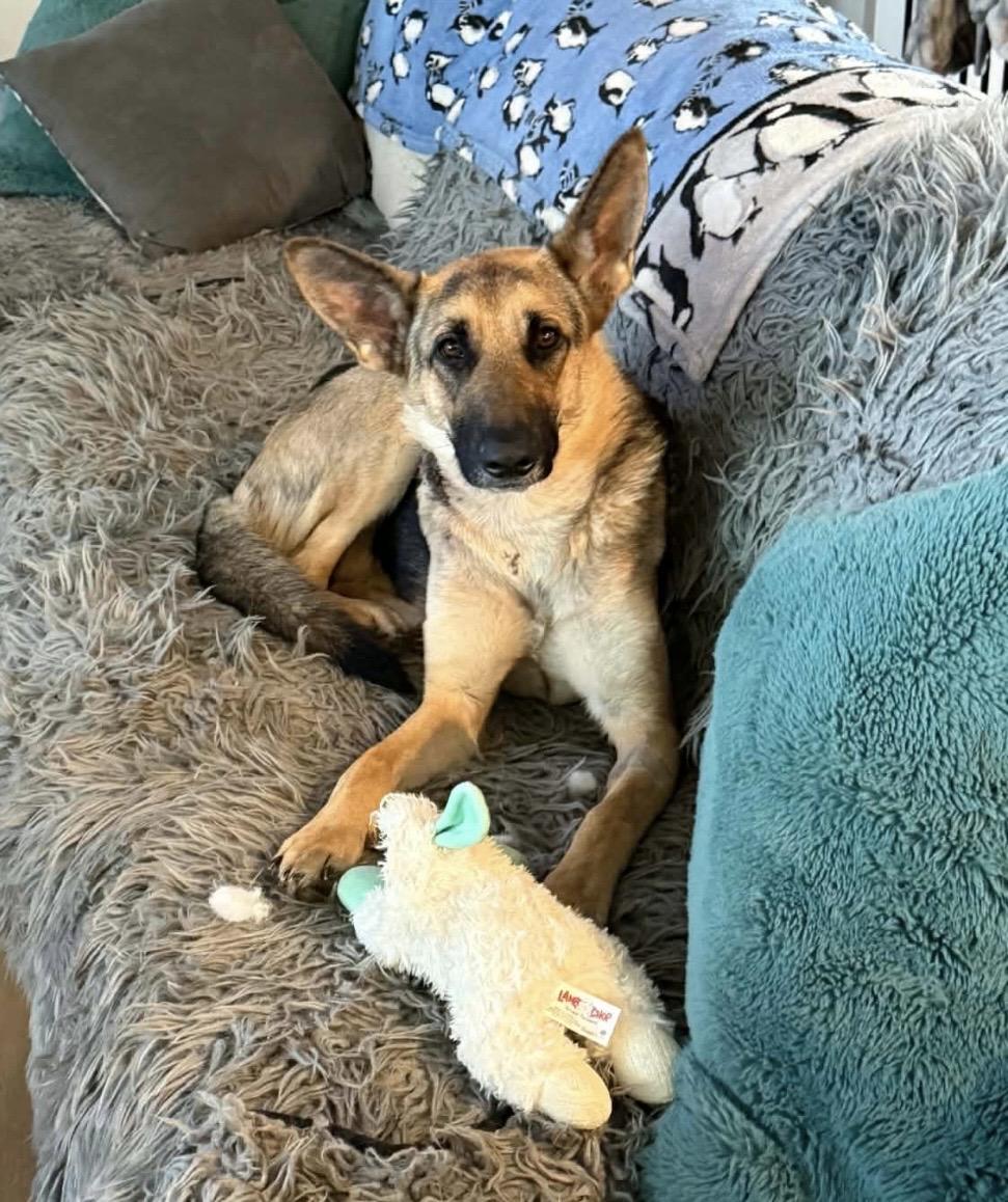 Faith, a ADOPTABLE mixed breed in Jefferson City, MO image 1/5