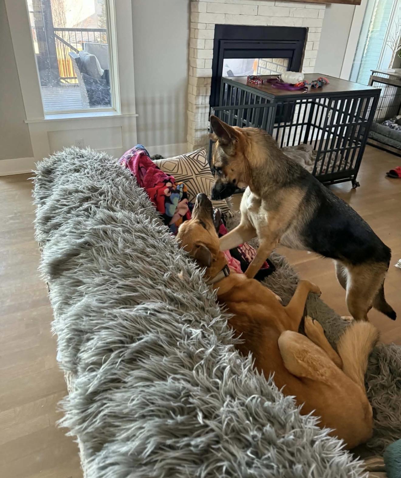 Faith, a ADOPTABLE mixed breed in Jefferson City, MO image 5/5