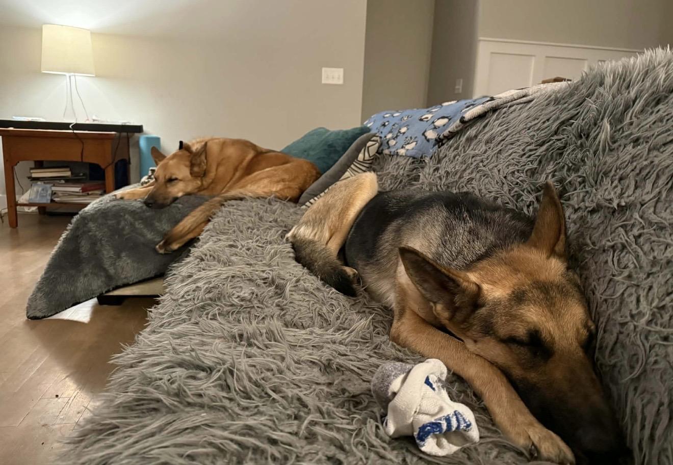 Faith, a ADOPTABLE mixed breed in Jefferson City, MO image 3/5