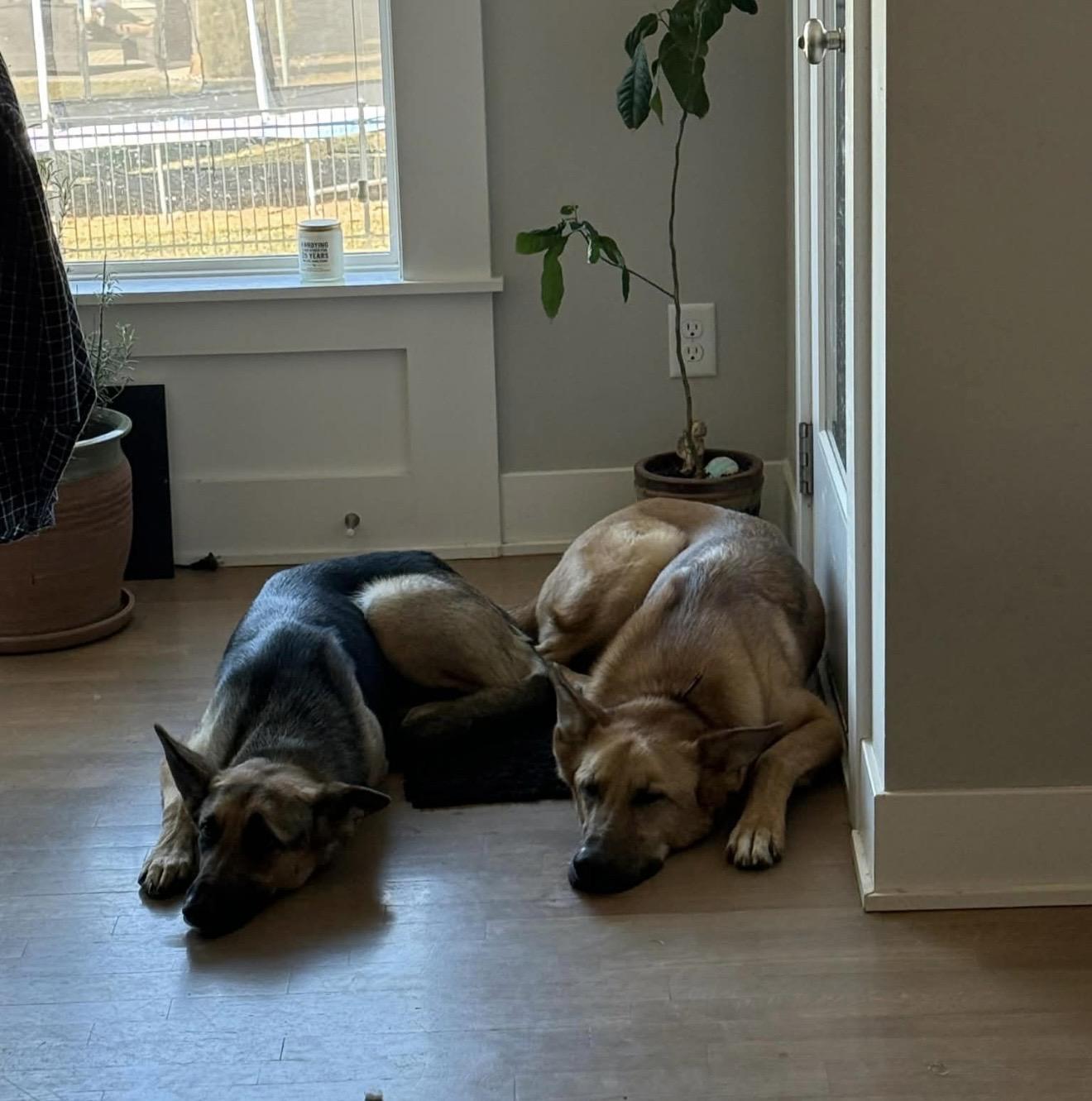 Faith, a ADOPTABLE mixed breed in Jefferson City, MO image 4/5