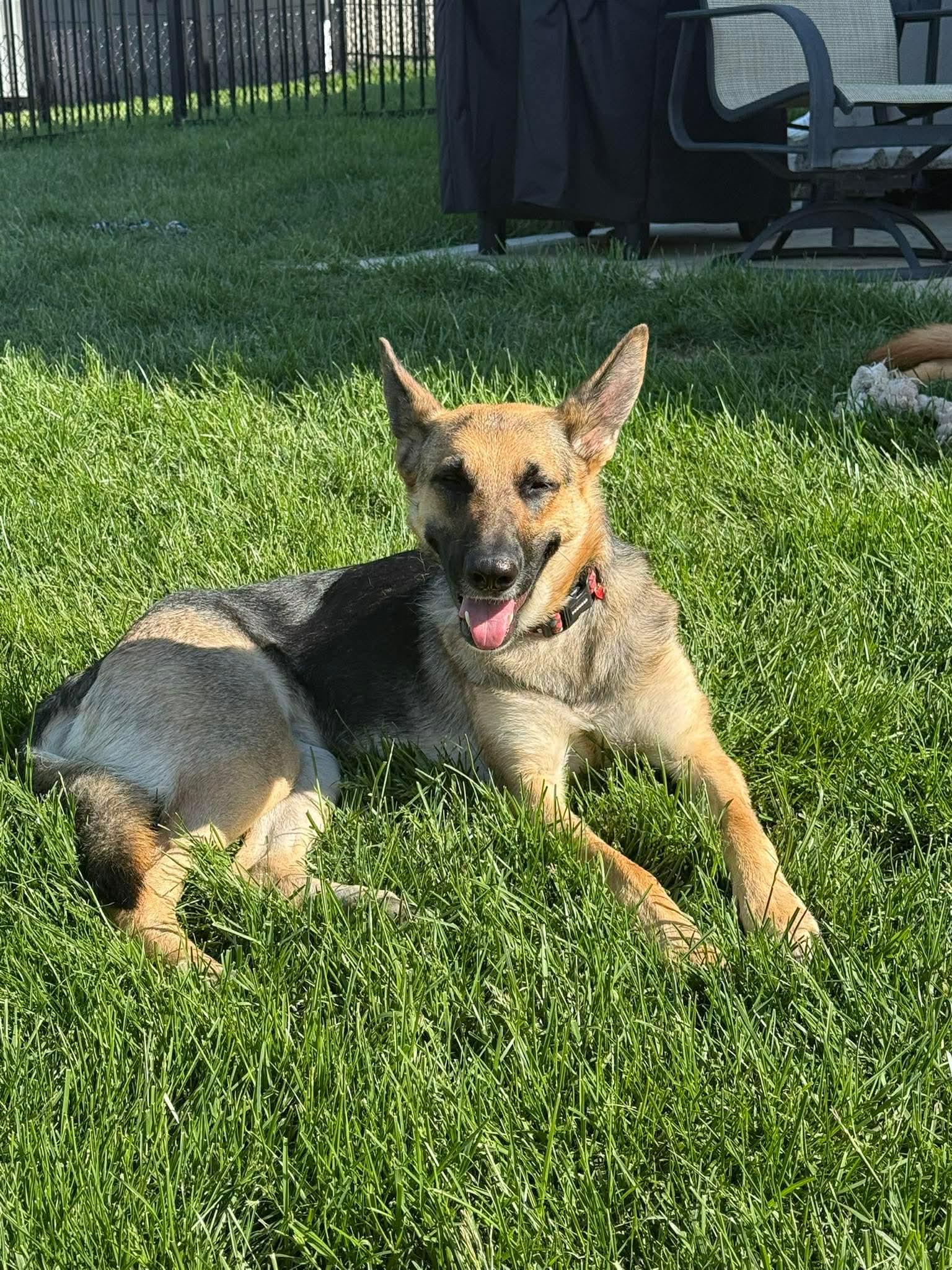Faith, a ADOPTABLE mixed breed in Jefferson City, MO image 6/6