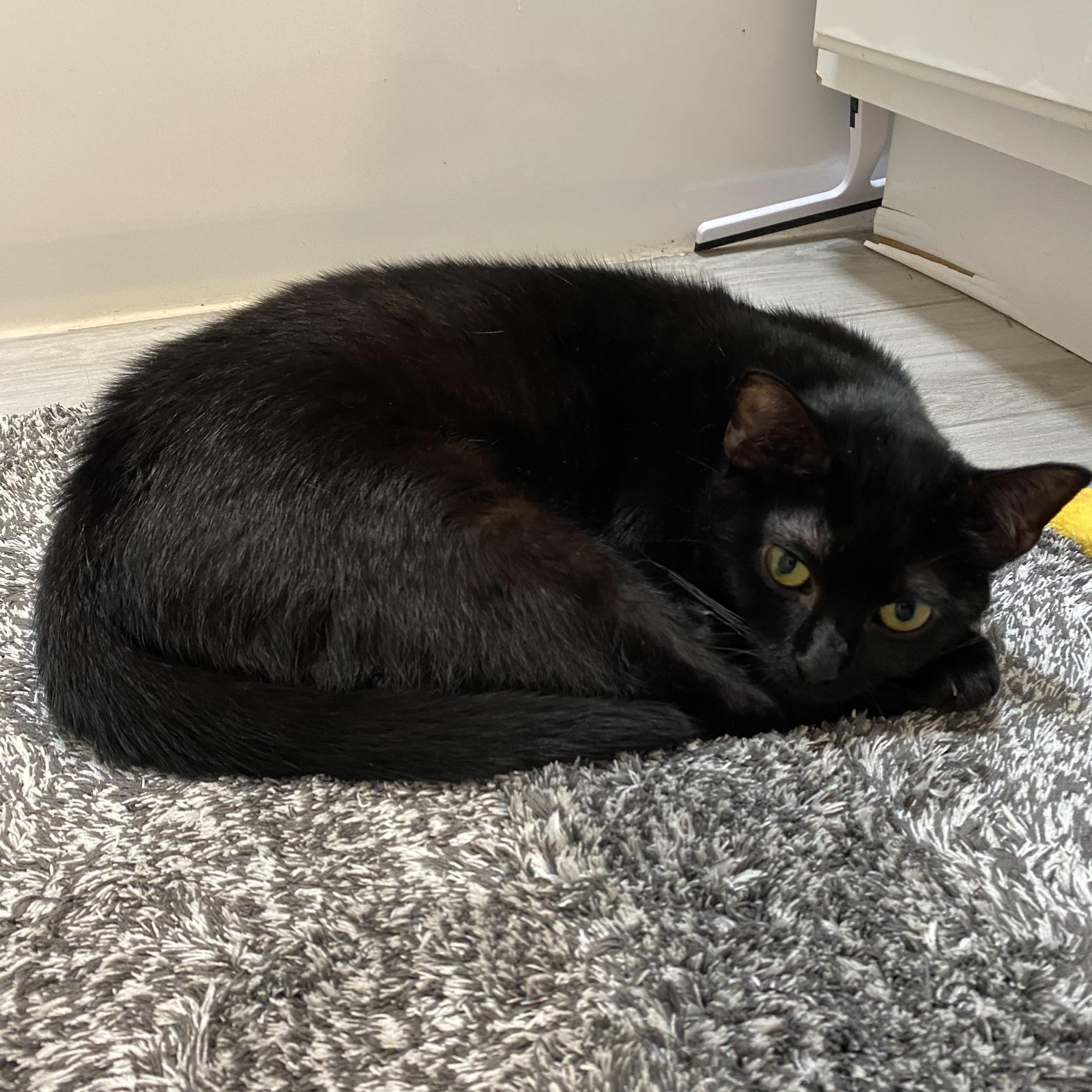 In a Nutshell, a Adoptable Domestic Short Hair in Brooklyn, NY image 5/5
