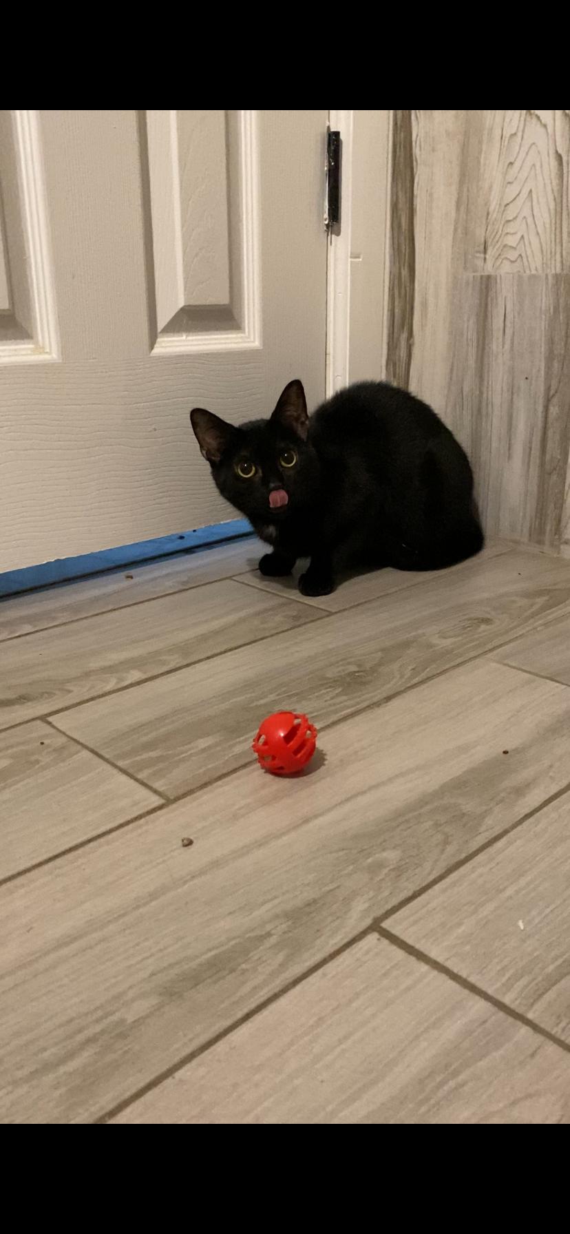 In a Nutshell, a Adoptable Domestic Short Hair in Brooklyn, NY image 3/5