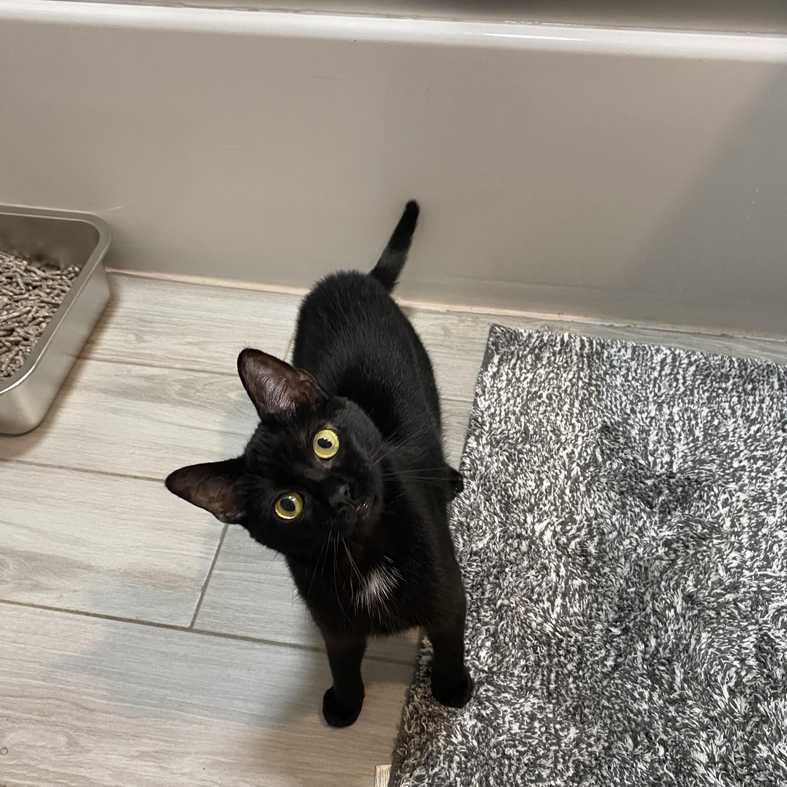 In a Nutshell, a Adoptable Domestic Short Hair in Brooklyn, NY image 4/5