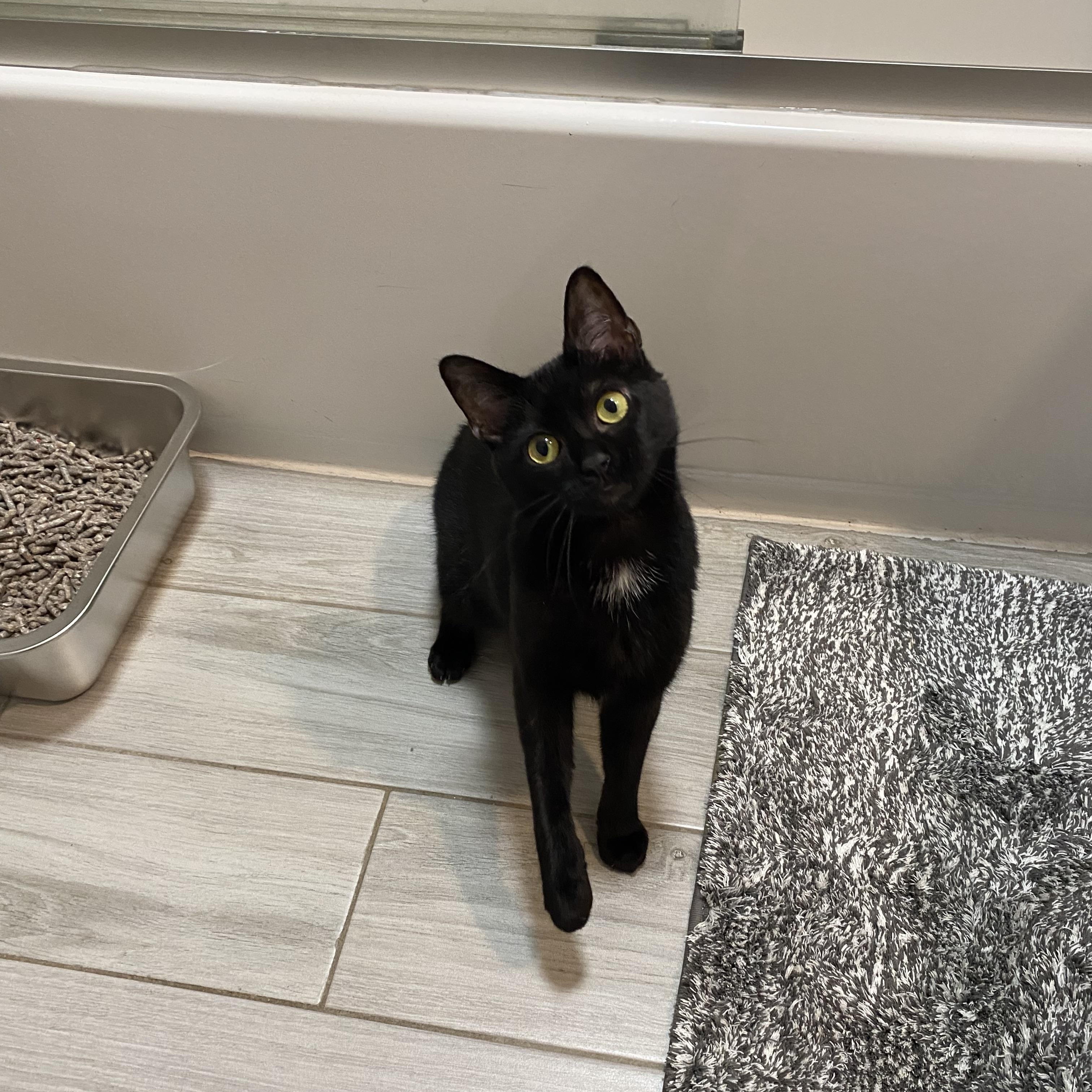 In a Nutshell, a Adoptable Domestic Short Hair in Brooklyn, NY image 2/5