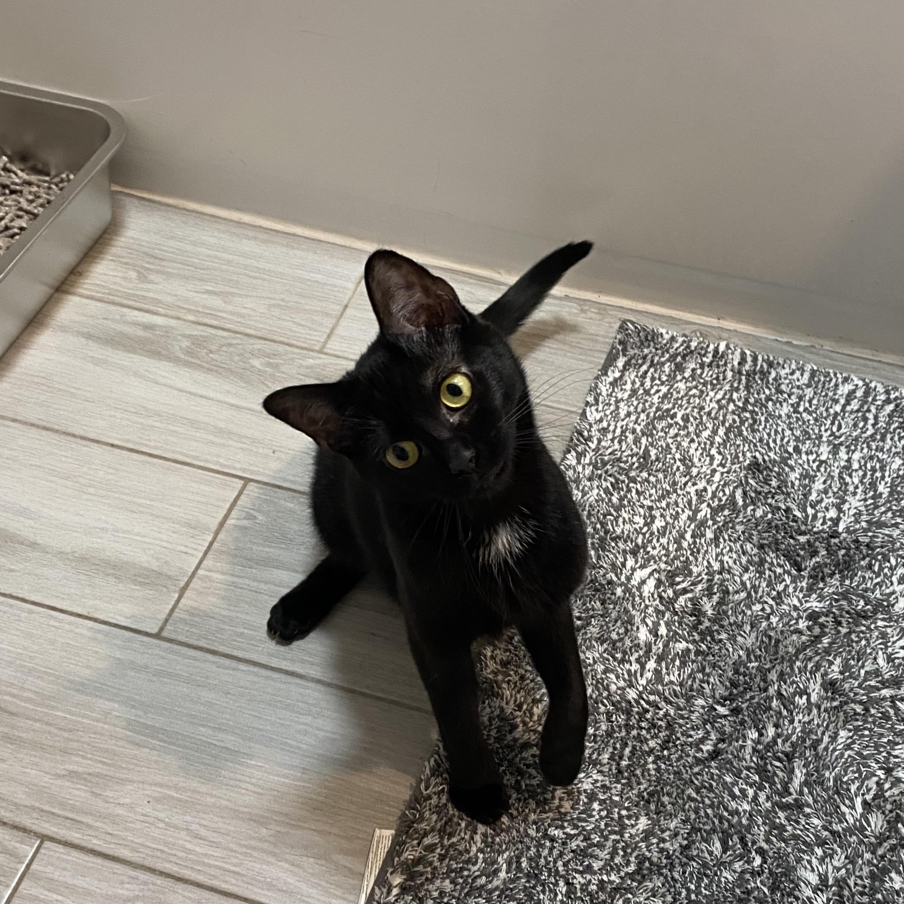 In a Nutshell, a Adoptable Domestic Short Hair in Brooklyn, NY image 1/5