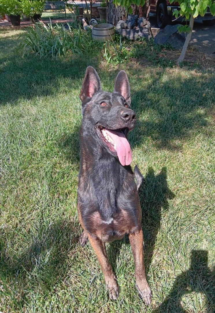 Oso, Adoptable, Adult Female Belgian Shepherd / Malinois.