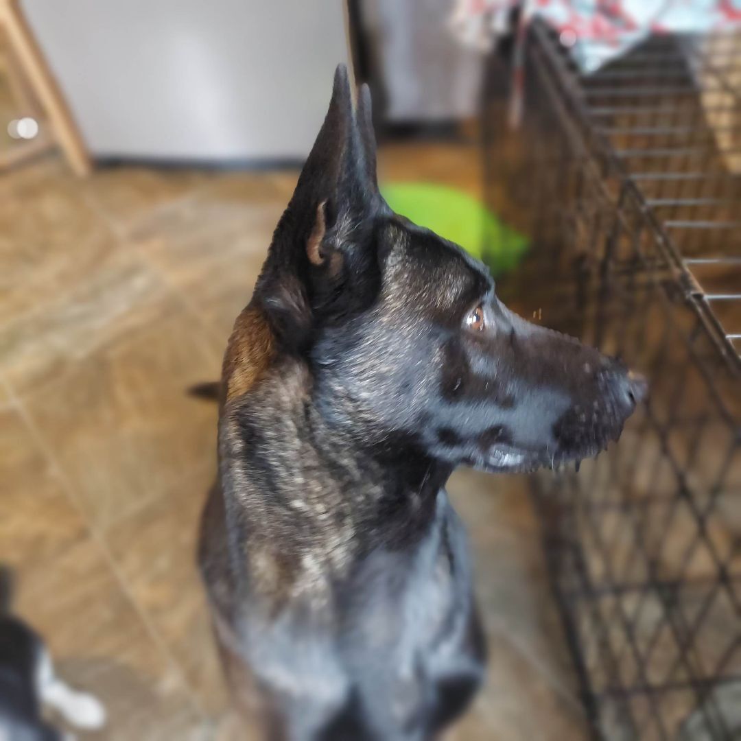 Oso, a Adoptable Belgian Shepherd / Malinois in Willits , CA image 2/10
