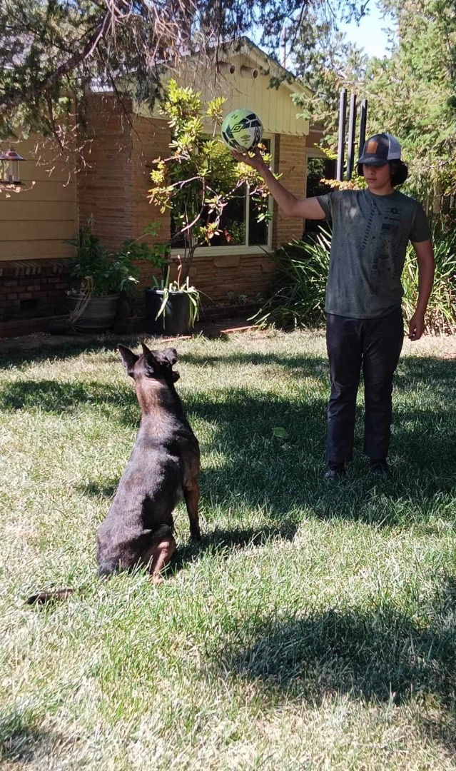 Oso, a Adoptable Belgian Shepherd / Malinois in Willits , CA image 3/10