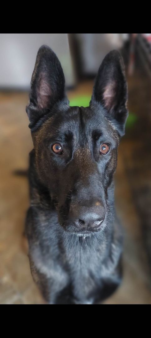 Oso, a Adoptable Belgian Shepherd / Malinois in Willits , CA image 4/10