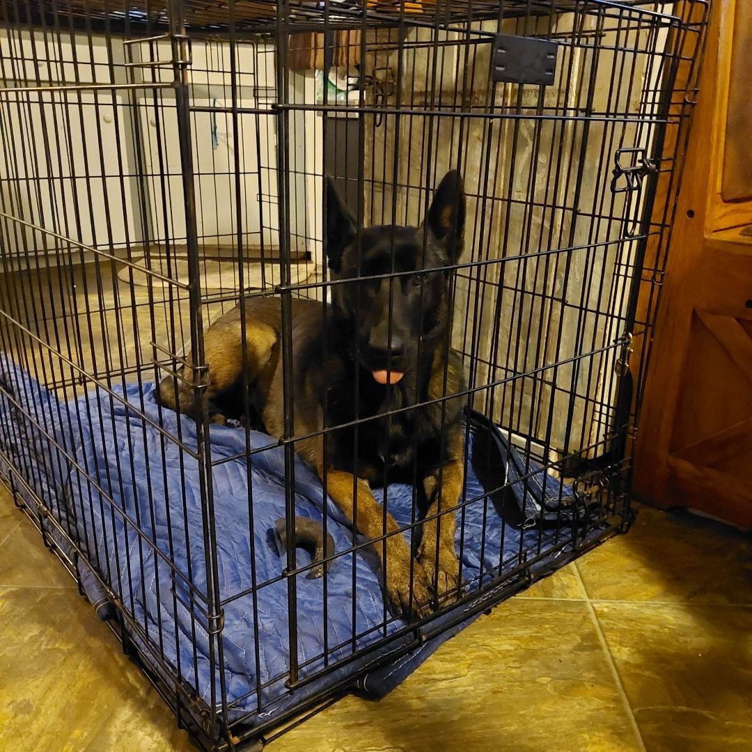 Oso, a Adoptable Belgian Shepherd / Malinois in Willits , CA image 5/10
