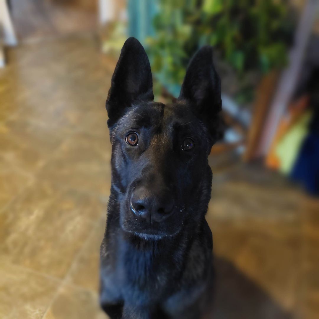 Oso, a Adoptable Belgian Shepherd / Malinois in Willits , CA image 6/10