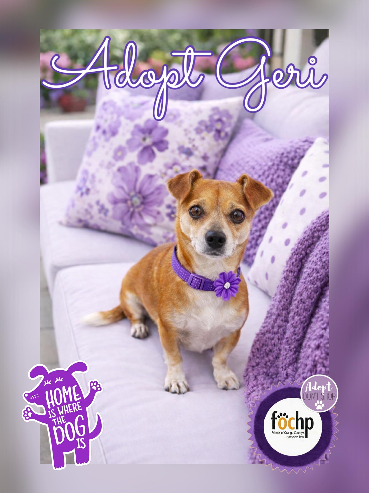 Geri, Adoptable, Adult Female Chihuahua & Dachshund.
