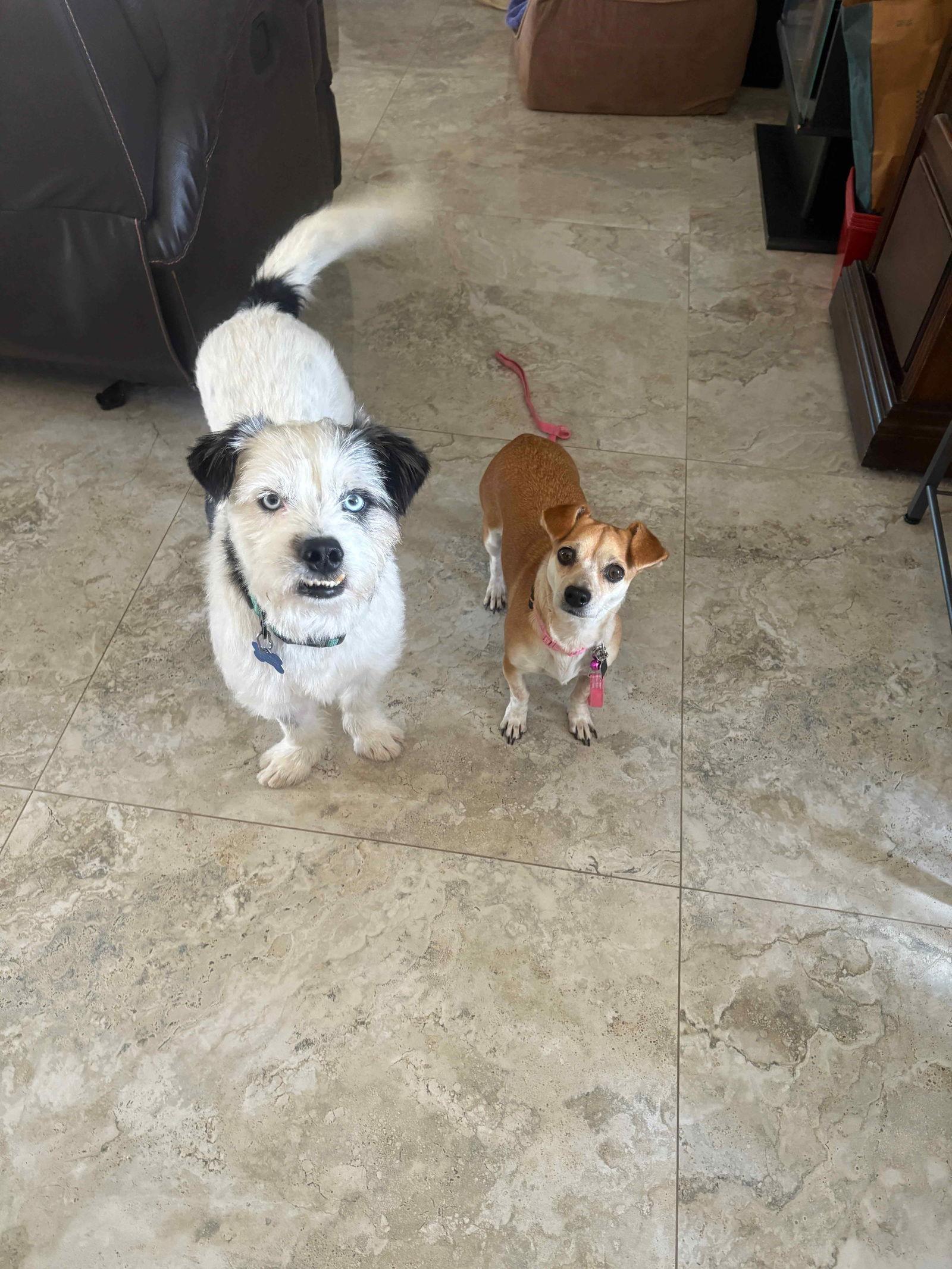 Enlarge Geri, a Adoptable mixed breed in Orange, CA image 2/2