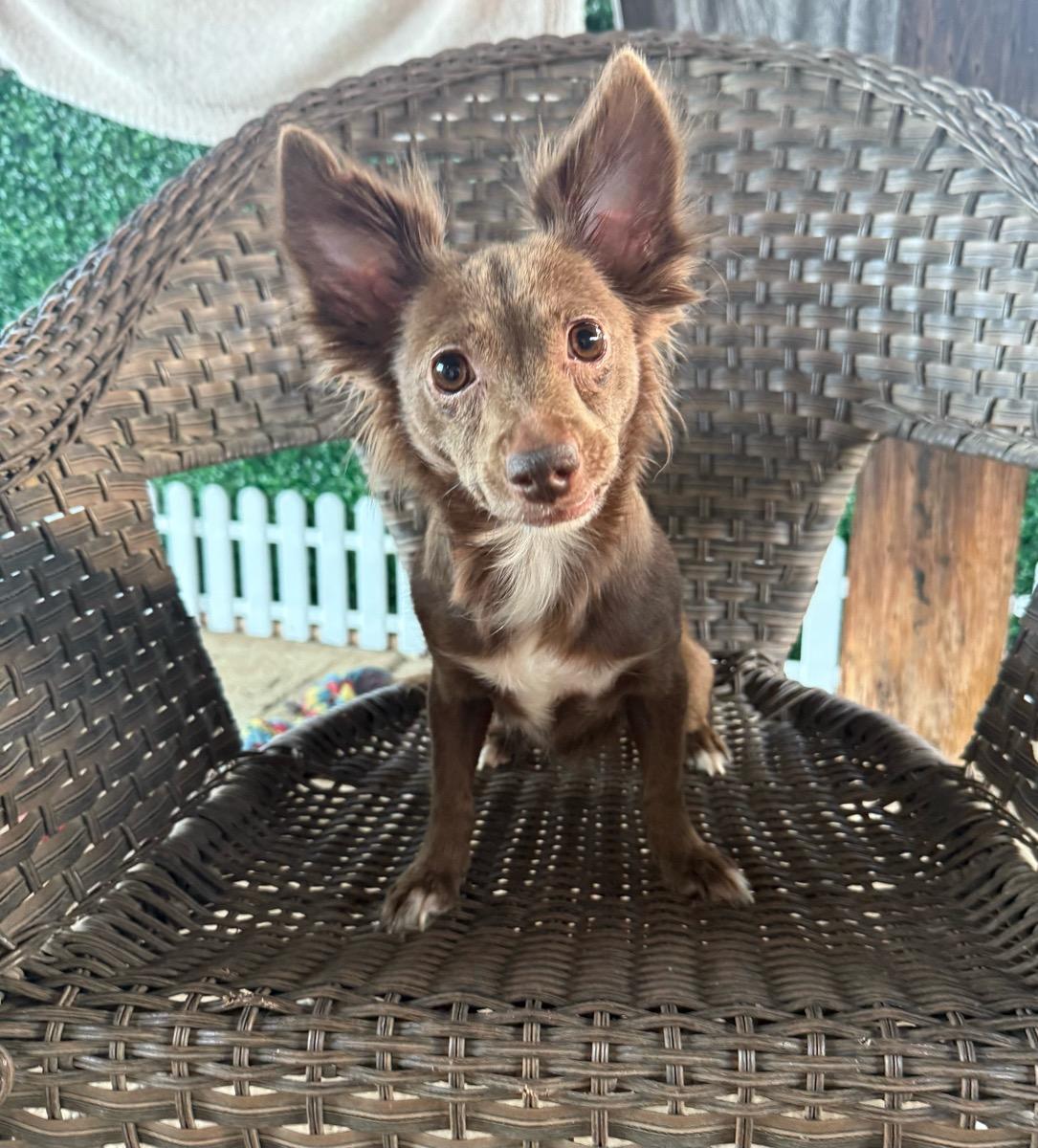 Maple, ADOPTABLE, Adult Female Pomeranian & Chihuahua.