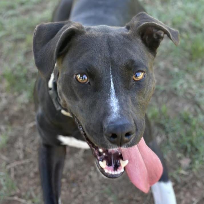 Radio, Adoptable, Adult Male Staffordshire Bull Terrier & Mixed Breed.