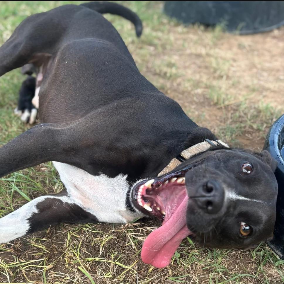 Enlarge Radio, a Adoptable mixed breed in Marshall, TX image 2/5