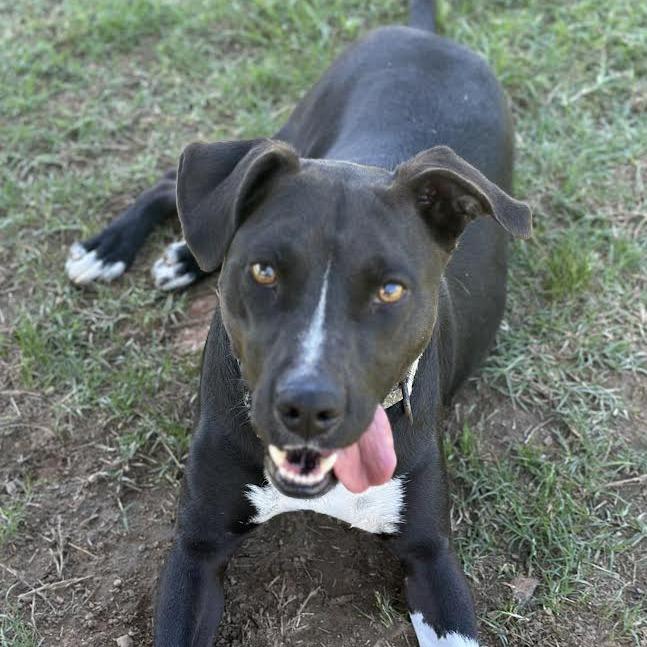 Enlarge Radio, a Adoptable mixed breed in Marshall, TX image 3/5