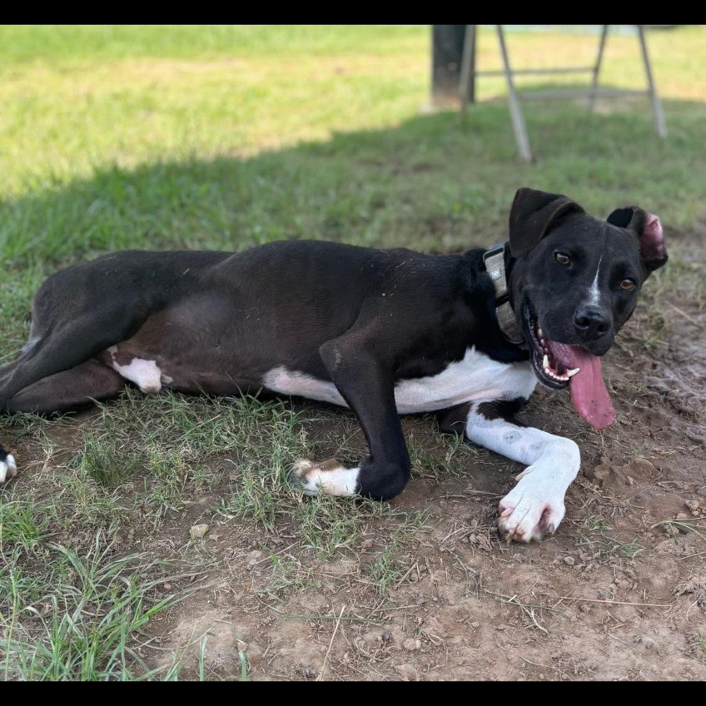Enlarge Radio, a Adoptable mixed breed in Marshall, TX image 4/5