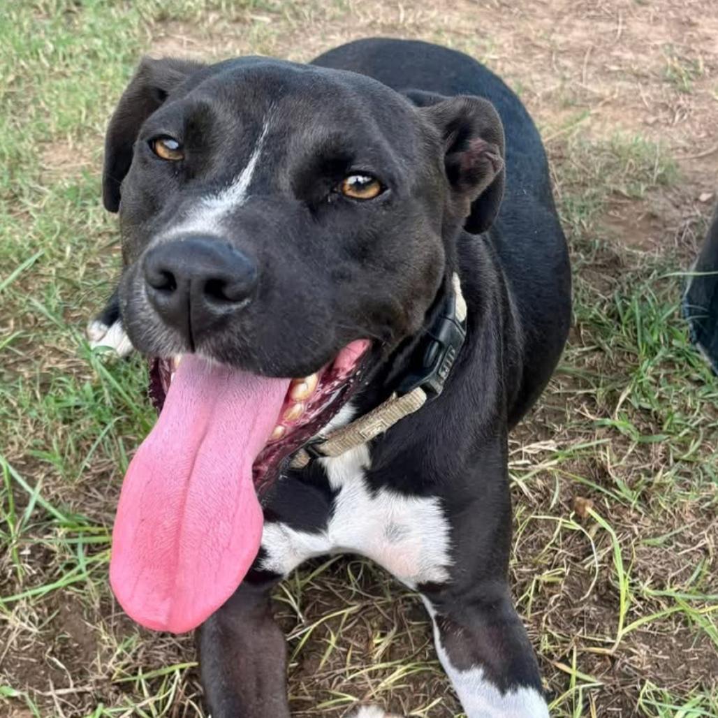 Enlarge Radio, a Adoptable mixed breed in Marshall, TX image 5/5