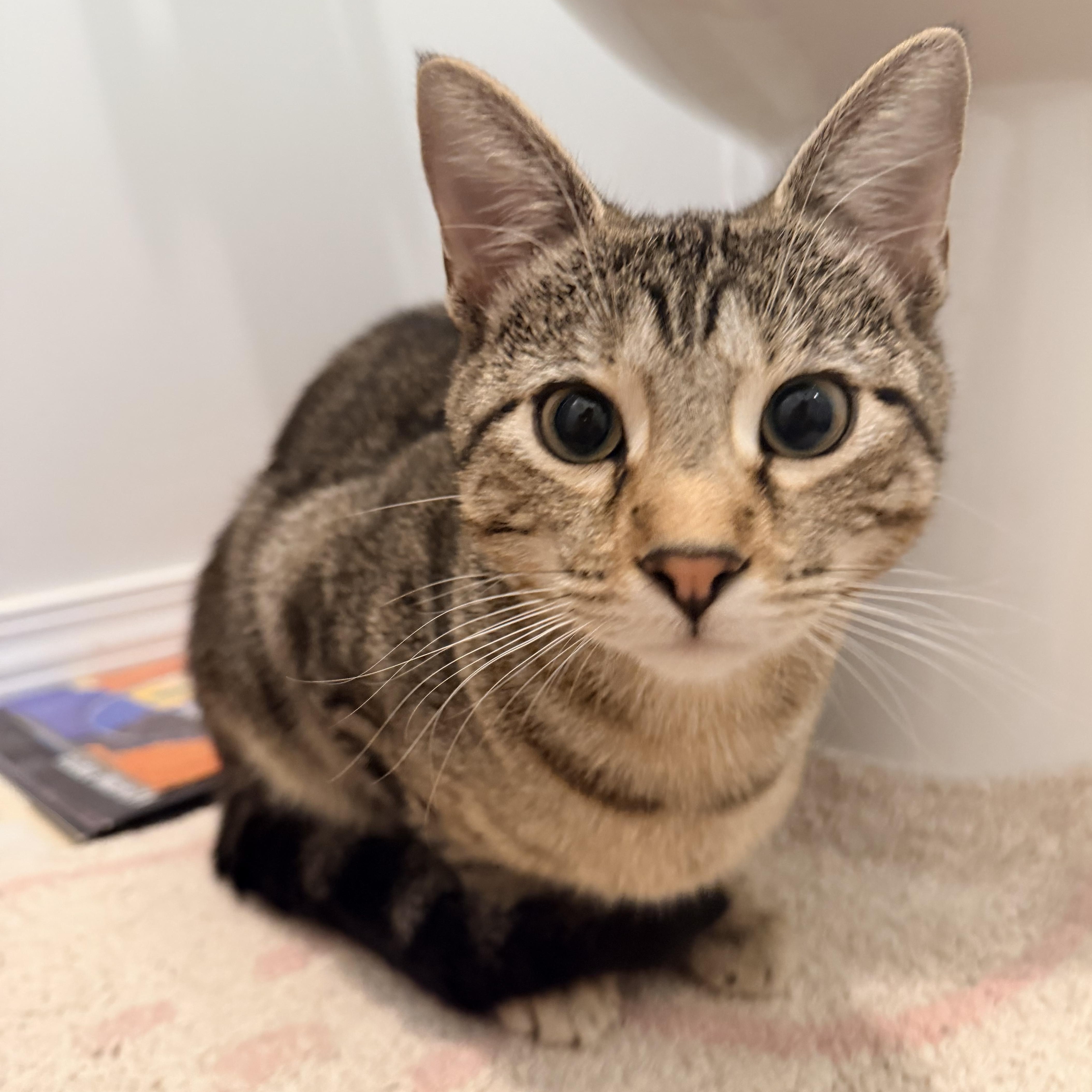 Belly, Adoptable, Kitten Female Tabby.