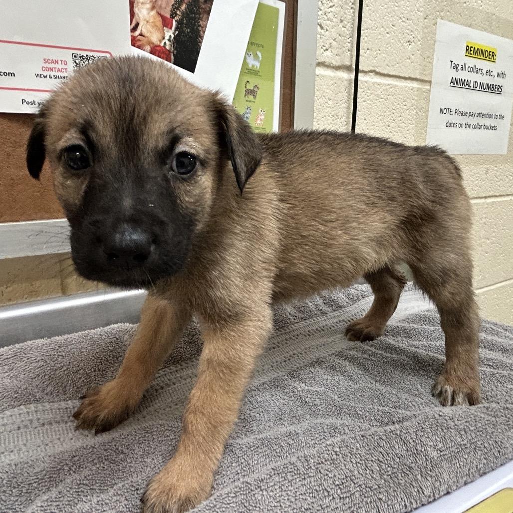 Enlarge Plum, a Adoptable mixed breed in Nashville, TN image 1/2