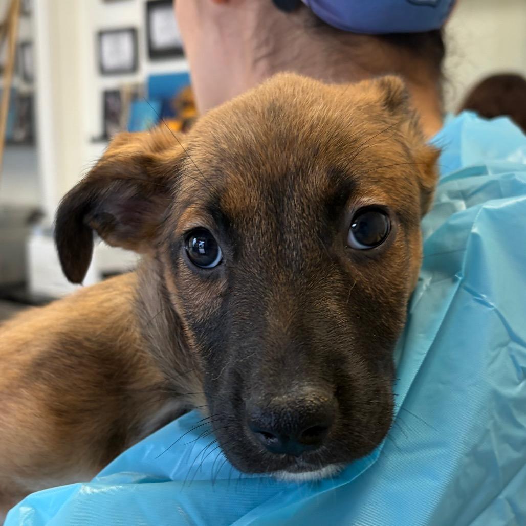 Enlarge Plum, a Adoptable mixed breed in Nashville, TN image 2/2