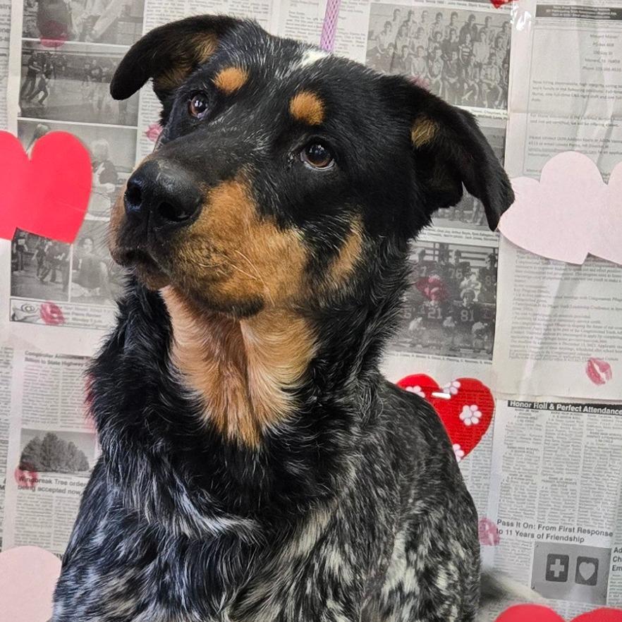 Jervis — thumbnail 3