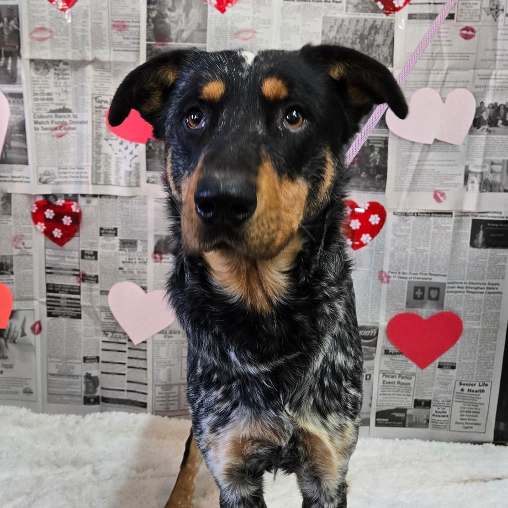 Jervis — thumbnail 4